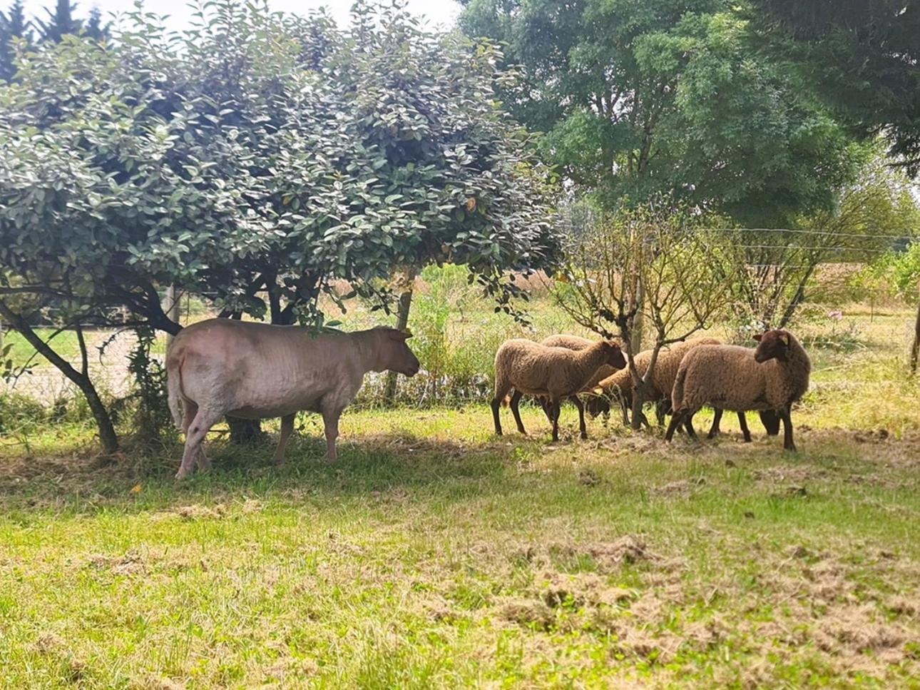 Le Gite Nature Bien-Etre Piscine Chauffee Privee Du Tarn Entre Toulouse Et Albi & Les Cottages Du Tarn Peyrole Εξωτερικό φωτογραφία